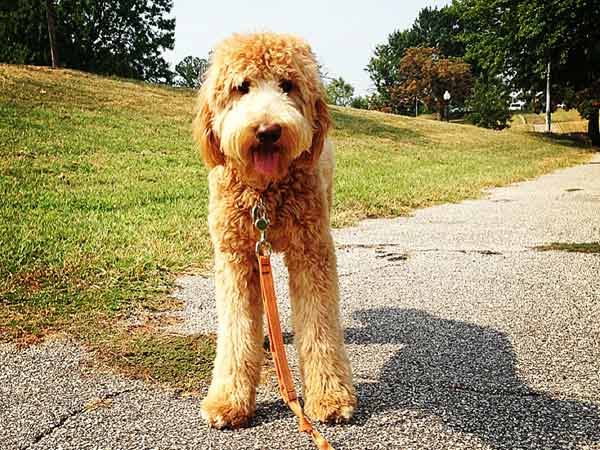 Dog Walking Services