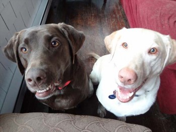 Pet Sitting Services